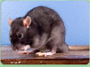 rat control Maldon