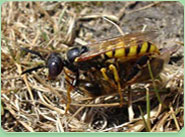 wasp control Maldon